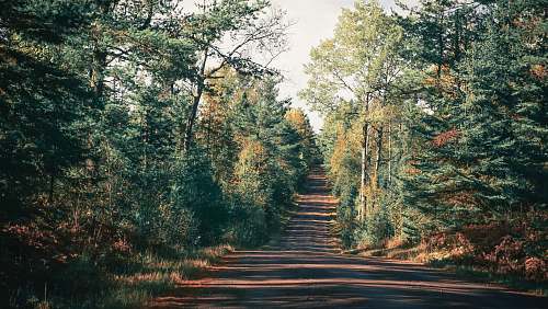 dirt road gray roadway between trees during daytime gravel
